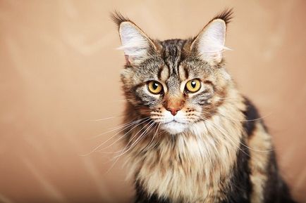 Leírás A fajta Maine Coon macskák, vélemények a tulajdonosok és a háziállatok fotó (rock) Leírás macskák Maine Coon fajta, a vélemények a tulajdonosok és a háziállatok fotó