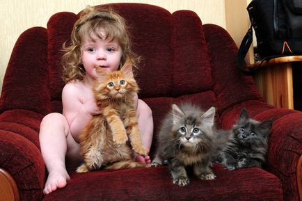 Maine Coon descriere rasa pisica, recenzii proprietar si fotografii de animale de companie