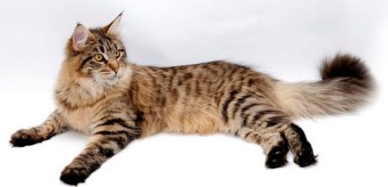 Leírás A fajta Maine Coon macskák, vélemények a tulajdonosok és a háziállatok fotó (leírás) Leírás macskák Maine Coon fajta, a vélemények a tulajdonosok és a háziállatok fotó