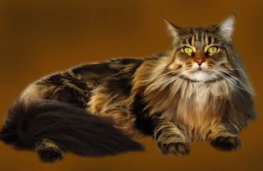 Leírás A fajta Maine Coon macskák, vélemények a tulajdonosok és a háziállatok fotó (fotók) Leírás macskák Maine Coon fajta, a vélemények a tulajdonosok és a háziállatok fotó