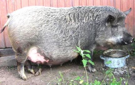 Опис породи свиней мангал і їх особливості