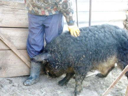 Опис породи свиней мангал і їх особливості