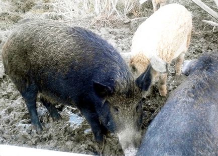 Descrierea rasei de porci și a caracteristicilor acestora