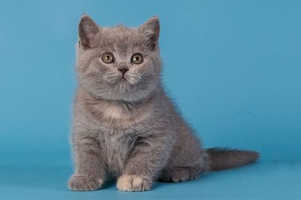 Despre catelus - pisici britanice jan valery