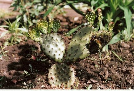 Grădina Opuntia - un cactus lung în grădina dvs.