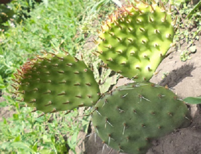 Grădina Opuntia - un cactus lung în grădina dvs.