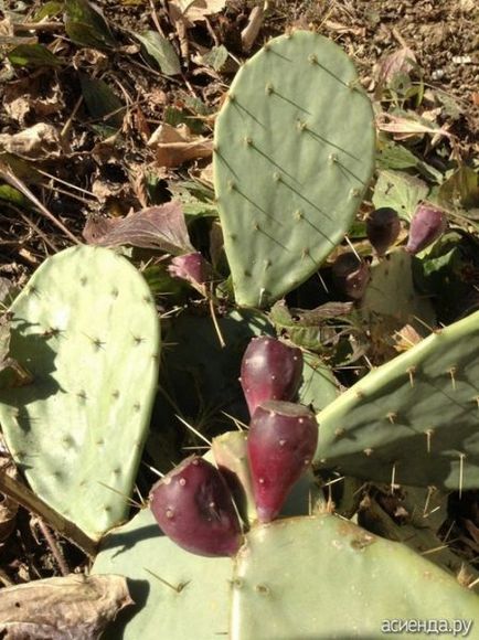 Grădina Opuntia - un cactus lung în grădina dvs.