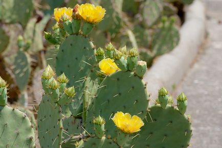 Grădina Opuntia - un cactus lung în grădina dvs.