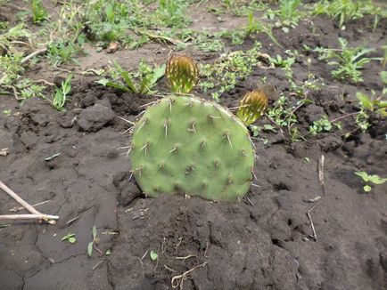 Grădina Opuntia - un cactus lung în grădina dvs.