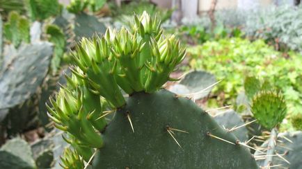 Grădina Opuntia - un cactus lung în grădina dvs.