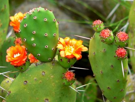 Opuntia otthoni gondozást, hasznos tulajdonságok