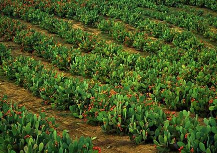 Opuntia otthoni gondozást, hasznos tulajdonságok