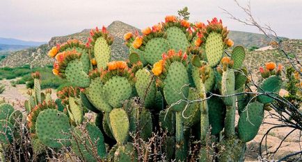 Opuntia otthoni gondozást, hasznos tulajdonságok