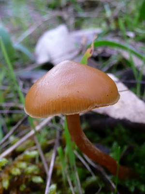 Imagini sumbre și descrierea ciupercilor comestibile, omologii lor periculoși