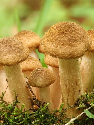 Imagini sumbre și descrierea ciupercilor comestibile, omologii lor periculoși