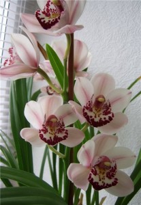 Orhidee cymbidium (cymbidium), îngrijire la domiciliu