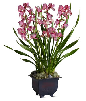 Orhidee cymbidium (cymbidium), îngrijire la domiciliu