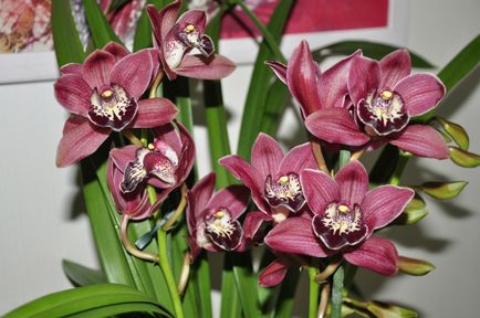 Orhidee cymbidium (cymbidium), îngrijire la domiciliu