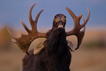 Toamna de vânătoare pentru elk