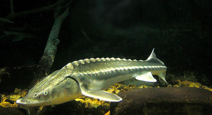 Sturgeon - royal fish - vagy megfizethető csemege