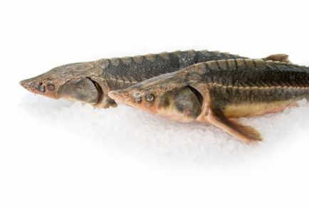 Осетер - царська риба - або доступний делікатес