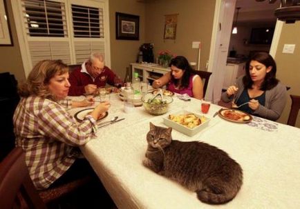 Erori la hrănirea pisicilor, articolelor