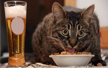 Erori la hrănirea pisicilor, articolelor