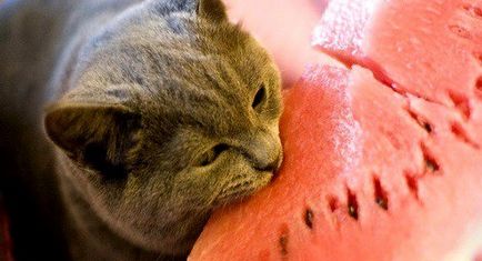 Помилки в годуванні кішок, статті