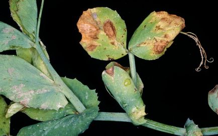 Bolile majore și dăunătorii speciilor de legume și controlul bolilor și infecțiilor