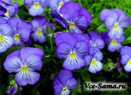 Principalele puncte în cultivarea violetelor