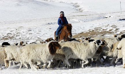 Основних занять у степових монголів було два скотарство і полювання - новини Монголії, Бурятії,