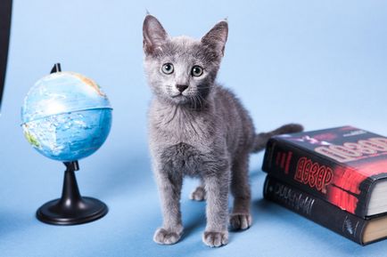 Caracteristicile întreținerii și îngrijirii pisicii albastre rusești