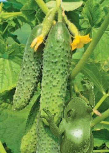 Особливості вирощування пучкових огірків
