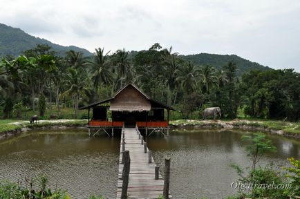 Insula Pangan sau Koh Phangan (kho phangan)