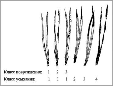 Оцінка якості повітря за станом хвої сосни