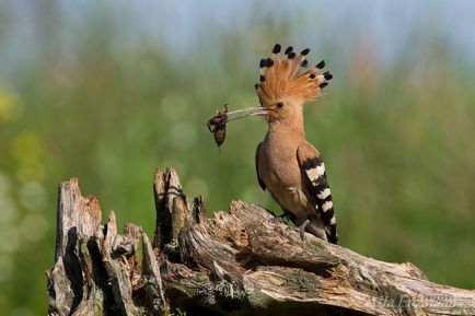 Despre creativitatea în fotografie și evaluări naturale