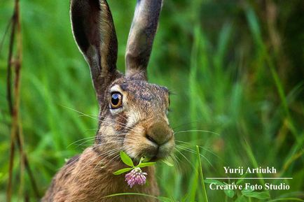 Despre creativitatea în fotografie și evaluări naturale