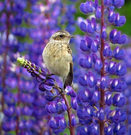 Despre creativitatea în fotografie și evaluări naturale