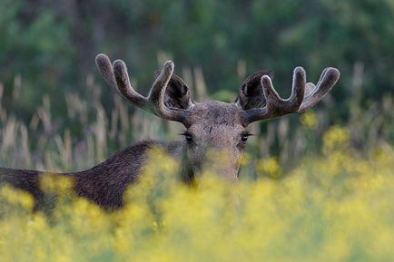 Despre creativitatea în fotografie și evaluări naturale