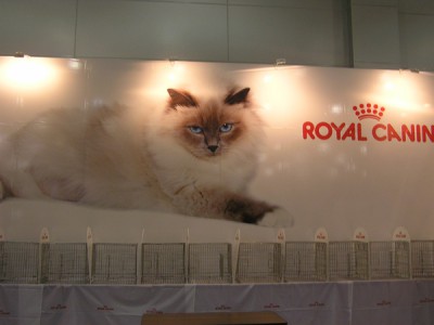 Відгуки про міжнародна виставка кішок гран-прі royal canin - відпочинок з дітьми