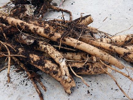 Hrean de legume - plantarea și îngrijirea pe teren deschis, creșterea hreanului din semințe; tipurile și soiurile de hrean