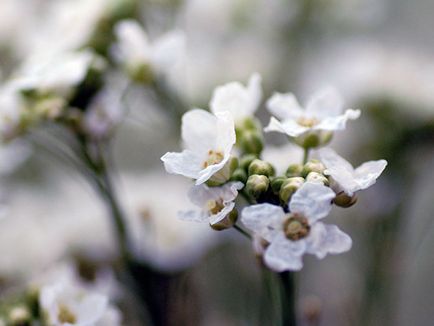 Hrean de legume - plantarea și îngrijirea pe teren deschis, creșterea hreanului din semințe; tipurile și soiurile de hrean