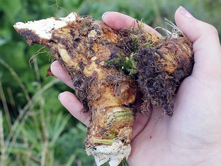 Növényi Torma - ültetés és gondozás a nyílt terepen, torma termesztése magok; fajok és fajták torma