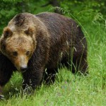 Vânătoarea unui urs brun în Udmurtia, live Udmurtia