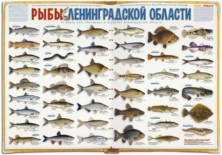 Tó halászat a leningrádi régióban - a népszerű fizetett és ingyenes parkolási vélemények