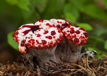 Degetele diavolului și alte specii neobișnuite de ciuperci, o caracteristică a locului unde se cultivă, fapte interesante,