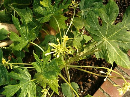 Papaya - plante fructifere tropicale și subtropicale pentru casă