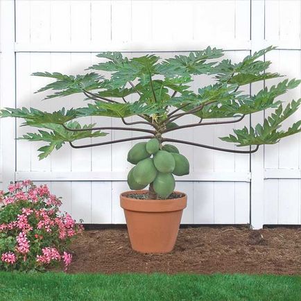 Папайя - вирощування і догляд за рослиною в домашніх умовах