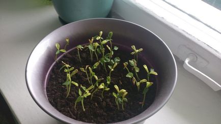 Папайя - вирощування і догляд за рослиною в домашніх умовах