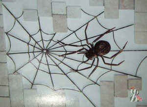 Spider își țese țesătura folosind mătase